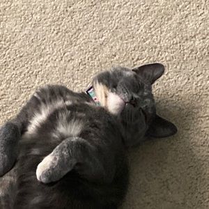 Meet your Posher, Cole